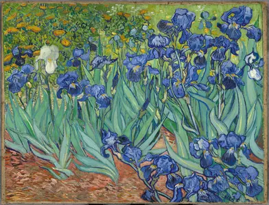 Irises, a bed of blue irises with one white bloom